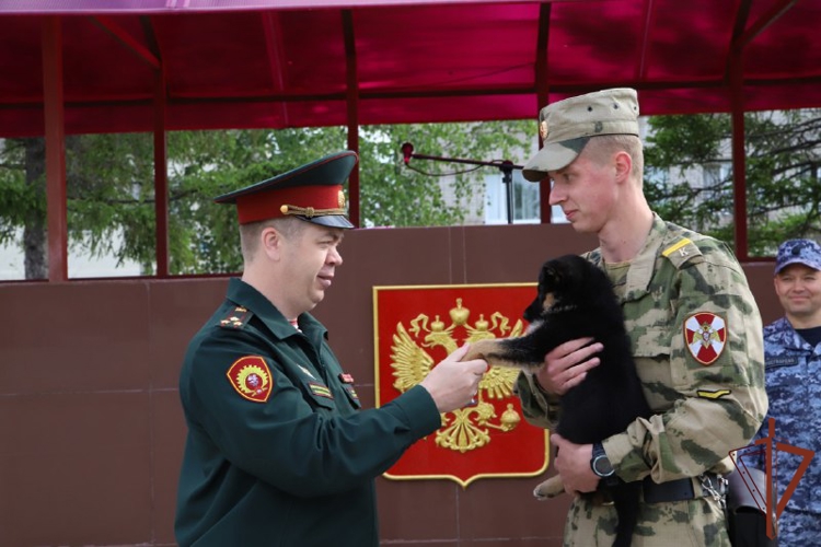 Росгвардия продемонстрировала боевые возможности кинологических подразделений (видео)