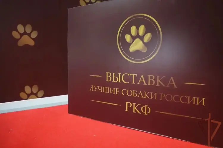 Кинологи и служебные собаки Росгвардии удостоены Всероссийской премии профессионального мастерства (видео)